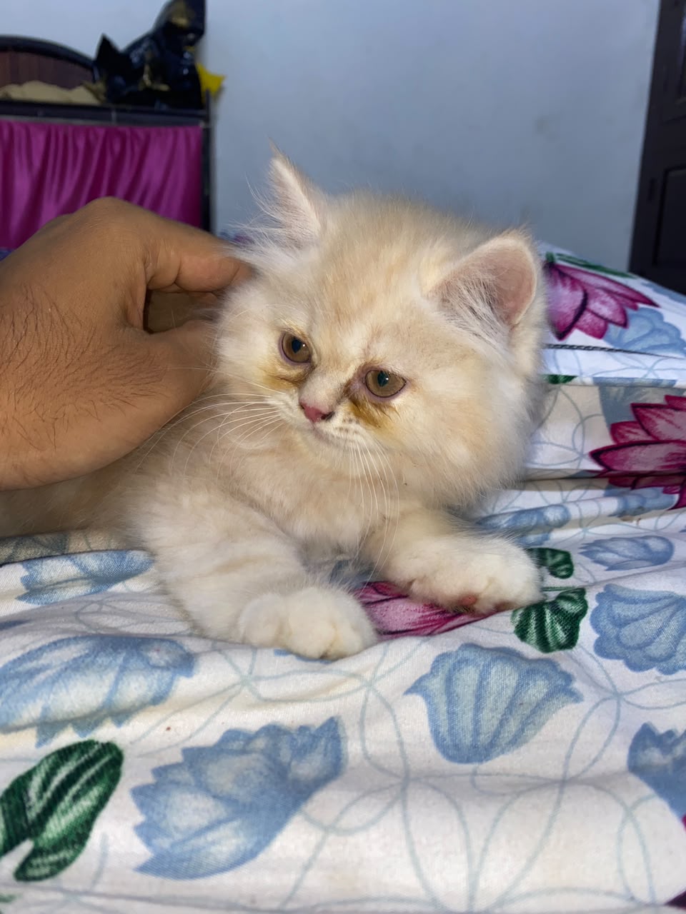 Persian for sale in Hyderabad
