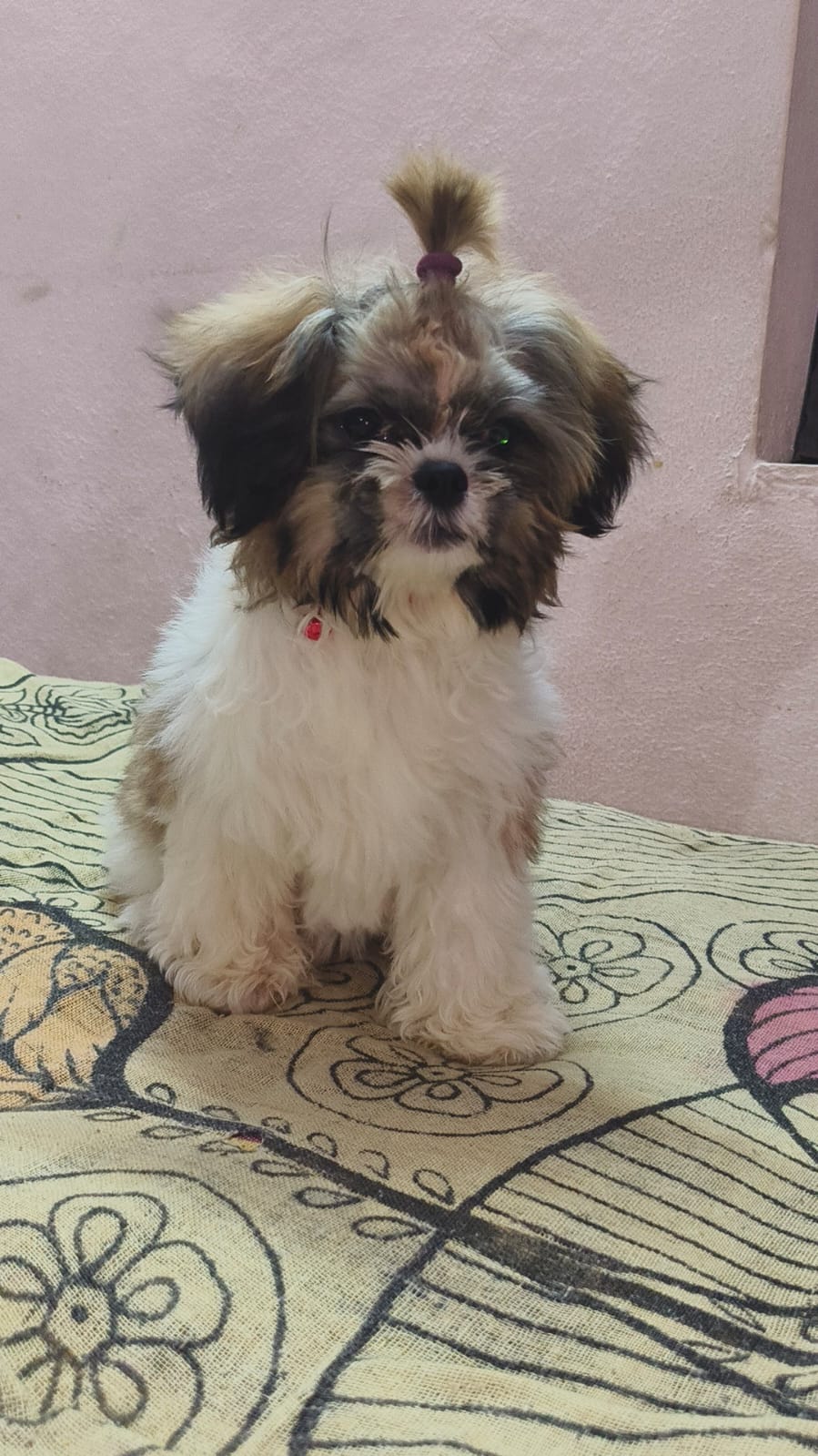 Shih Tzu