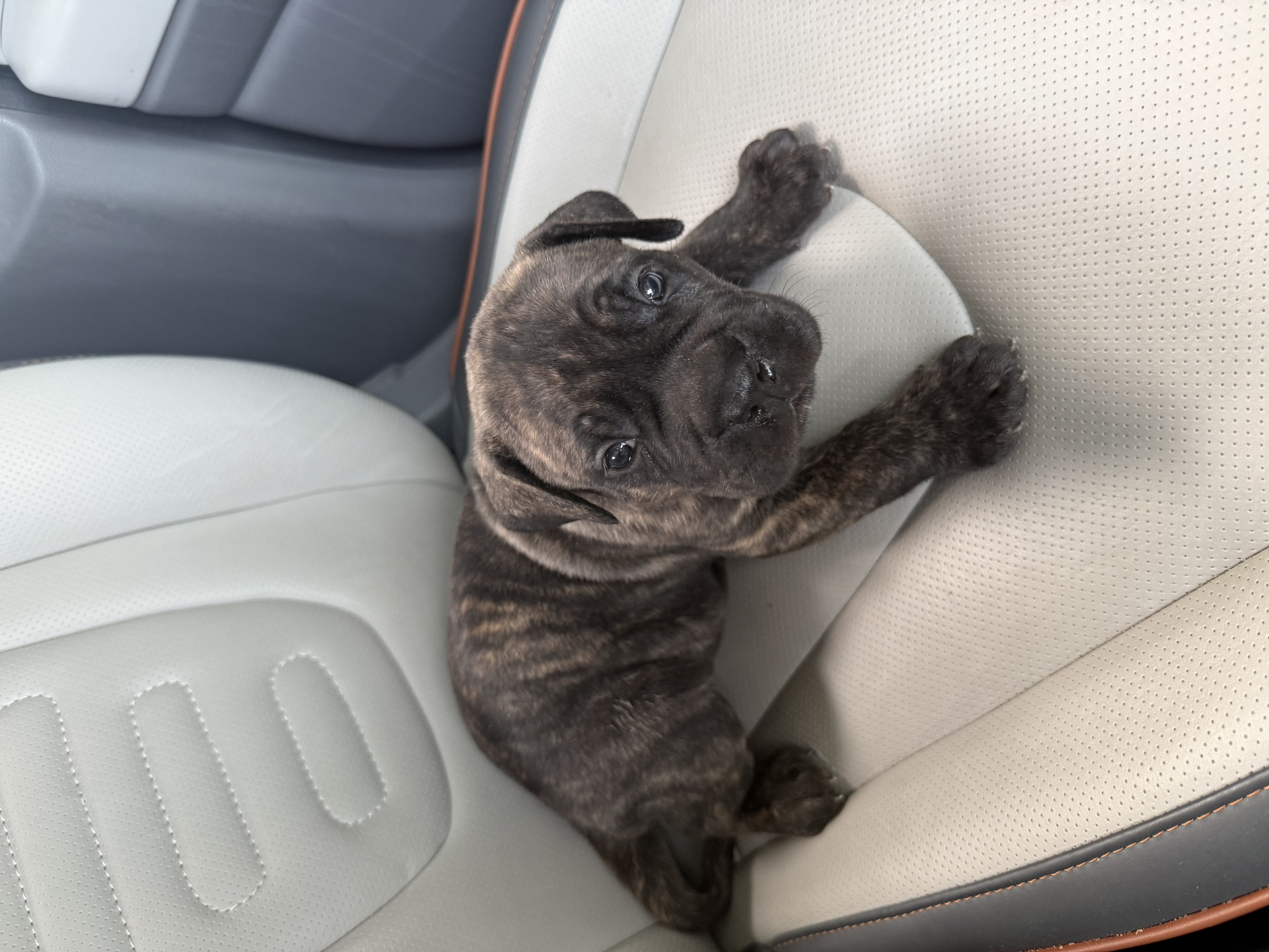 Cane Corso Brindle Color, Vaccinated, 35 days old