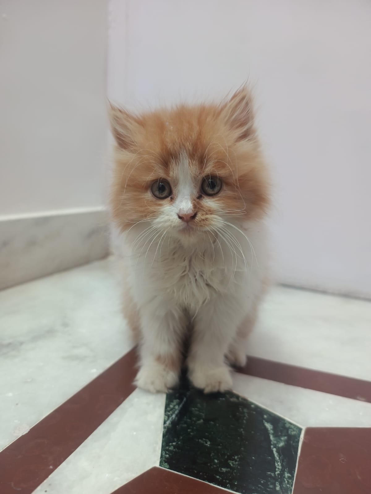 Persian Cat for sale in Delhi