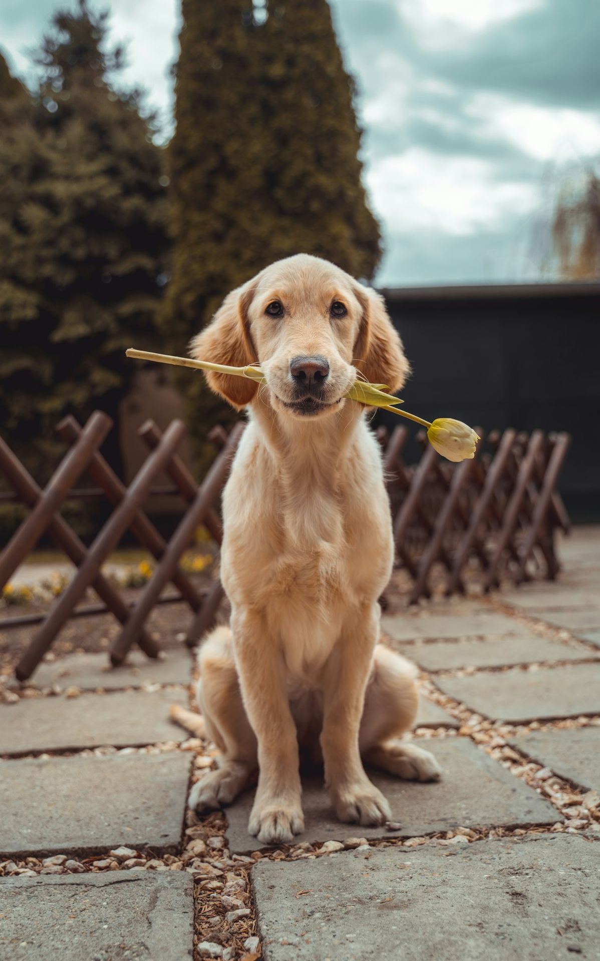 Labrador Retriever Puppy | White Color
