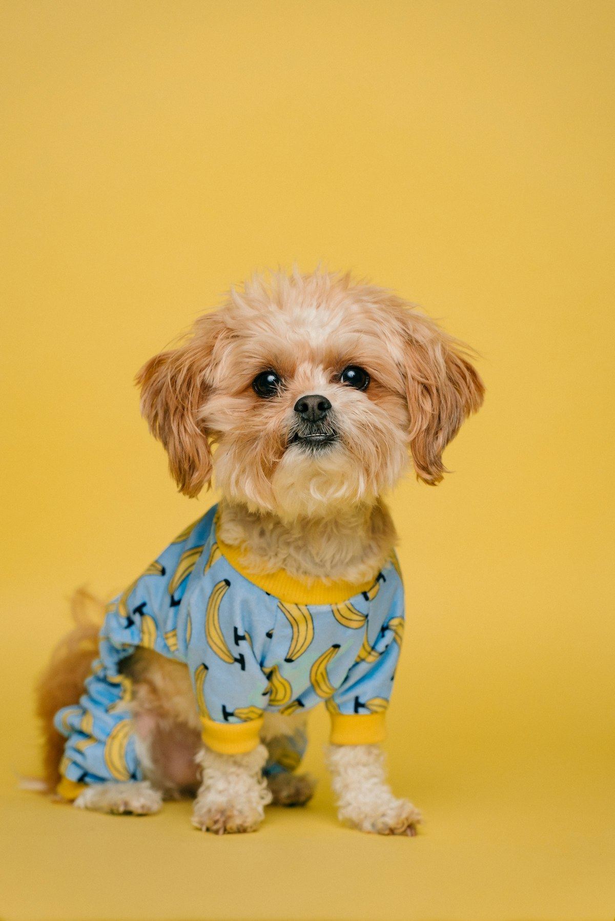 Shih Tzu | Black & White Color