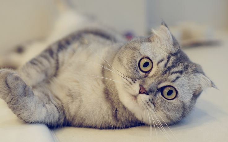 Scottish Fold | Chincila Variations puppy or kitten in Khargone - Photo 1