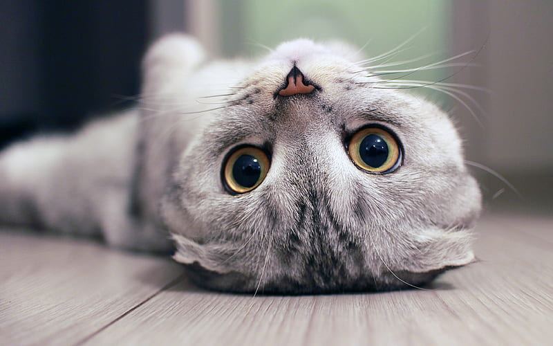 Scottish Fold | Chincila Variations for sale in Khargone, Madhya Pradesh - Photo 2