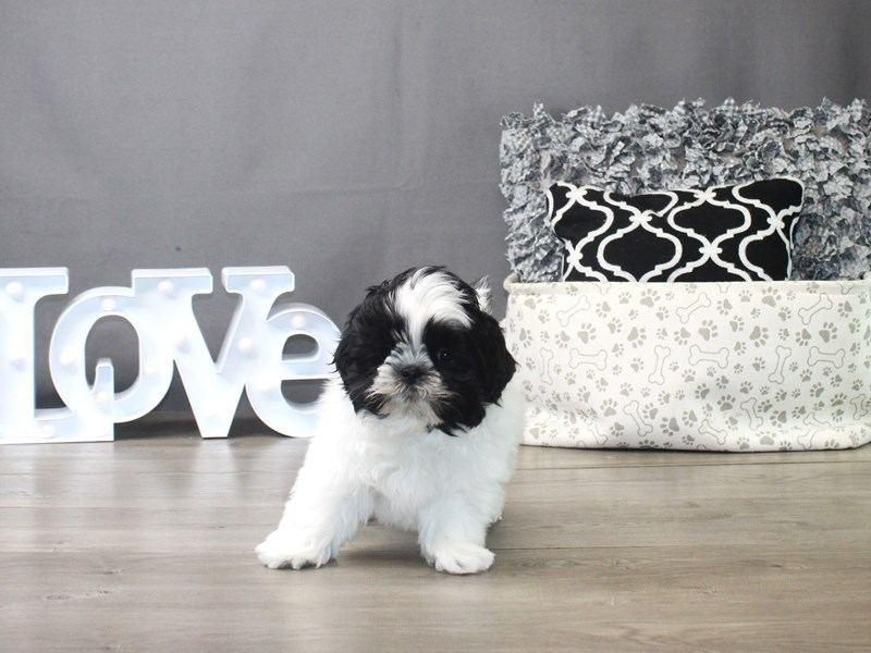 Shih Tzu | Black & White Color in Ayodhya