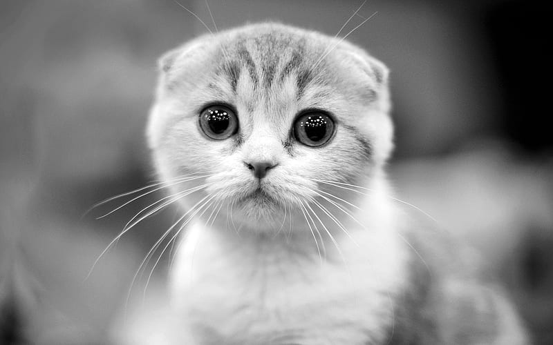 Scottish Fold | Chincila Variations in Bongaigaon