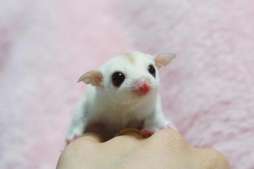 Sugar Glider | White (Lucy) available in Ayodhya