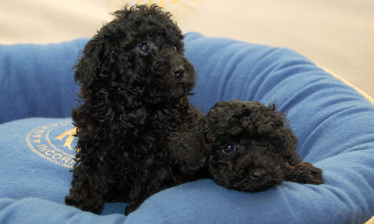 Photo of Toy Poodle Puppy | Black Color, a healthy Toy Poodle Puppy available in Mohali