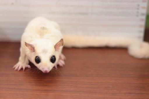 Sugar Glider | White (Lucy) - Sugar Glider | White (Lucy) (Small Animals & Exotic Pets) - in VSugar Glider | White (Lucy), a Sugar Glider | White (Lucy) in Mumbai