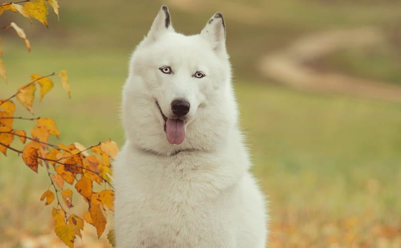 Siberian Husky Puppy | White Color available in Koderma