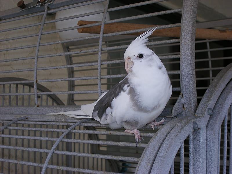 Cockatiel White Face - Cockatiel | White Face