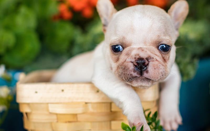 French Bulldog Puppy | White in Ayodhya