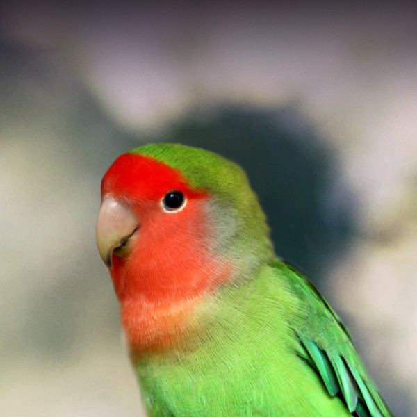 African Love Birds Peach Face - African Love Birds | Peach Face