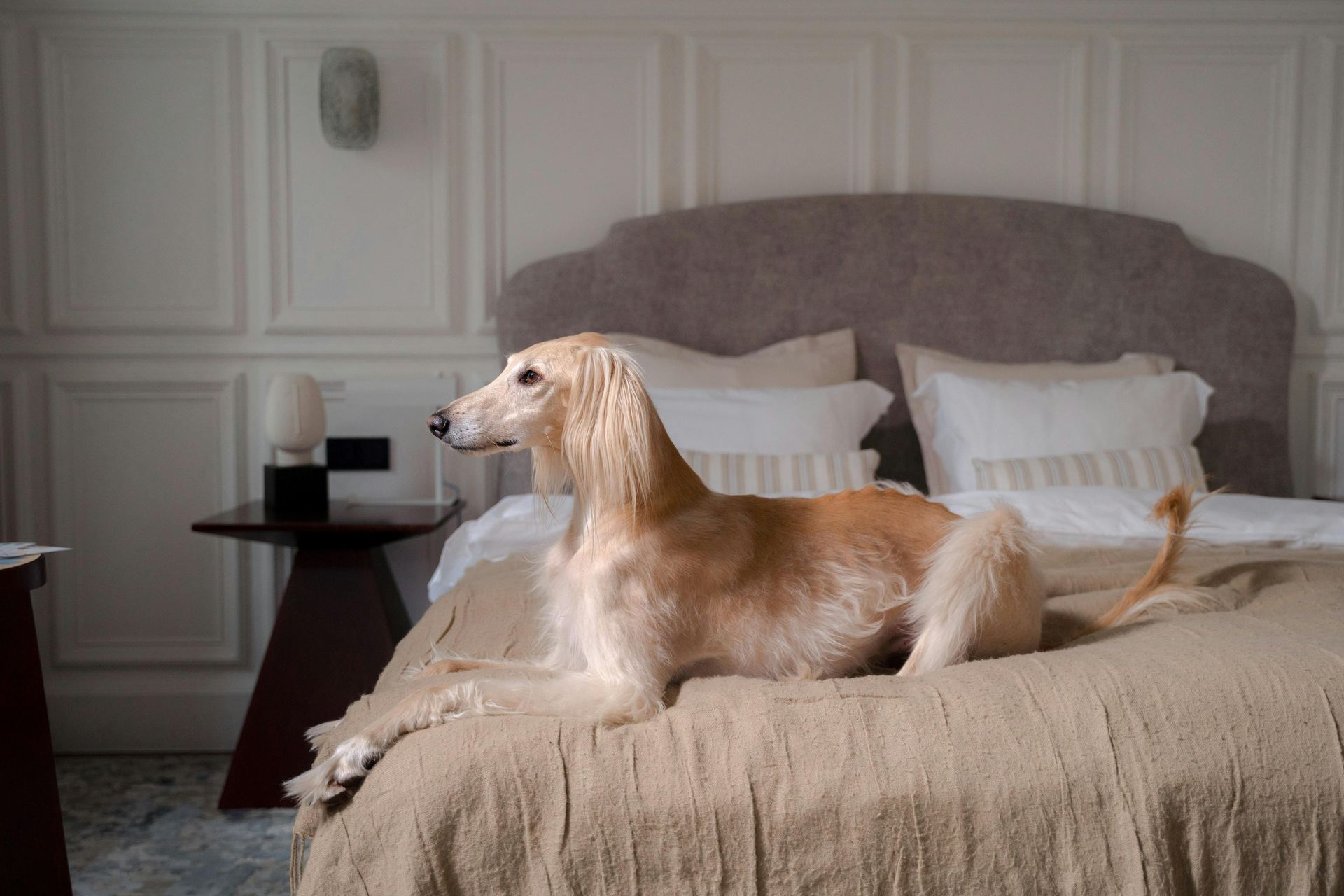 Afghan Hound Puppy in Ayodhya