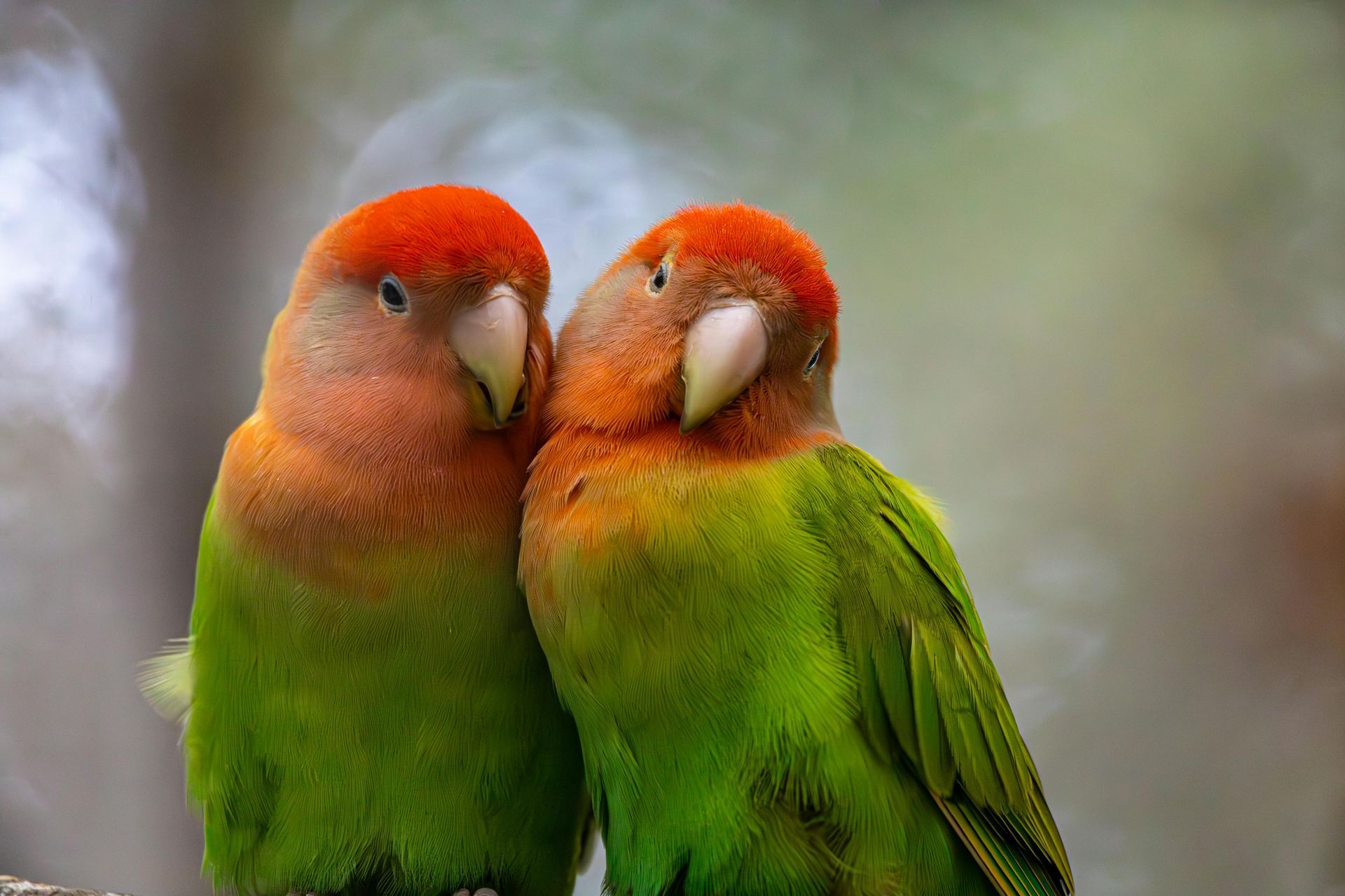 African Love Birds - African Love Birds