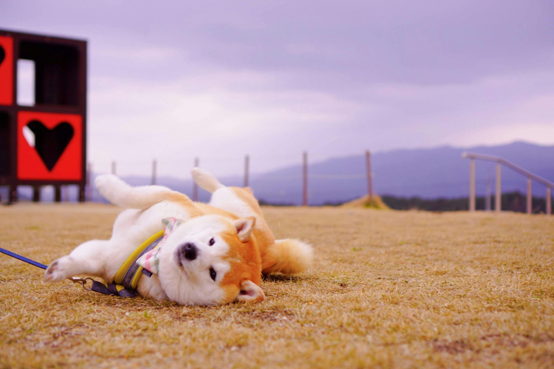 Akita Inu Puppy in Ayodhya