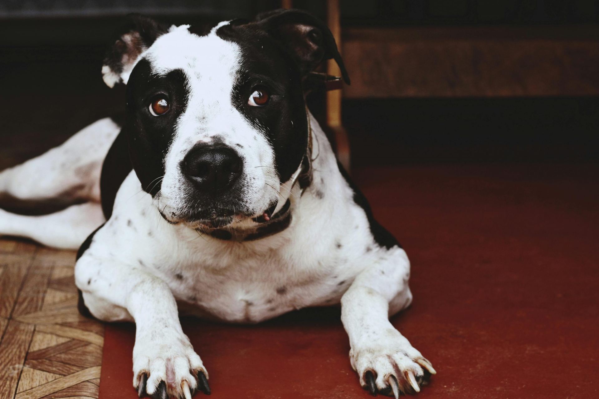 Healthy American Bully Standard Size Puppy named American Bully Standard Size Puppy available in Mohali