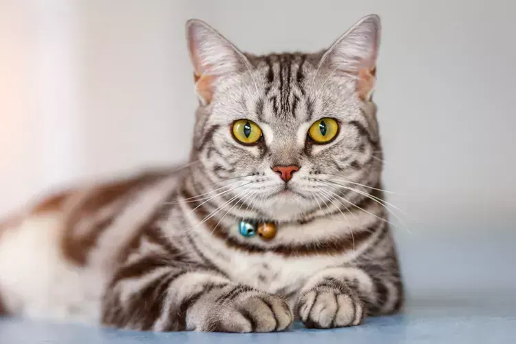 American Short Hair  Kitten in Bongaigaon