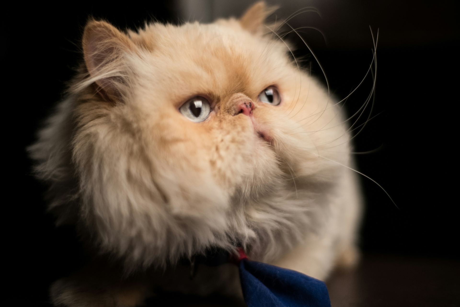 Persian Kitten (Punch Face) in Bongaigaon