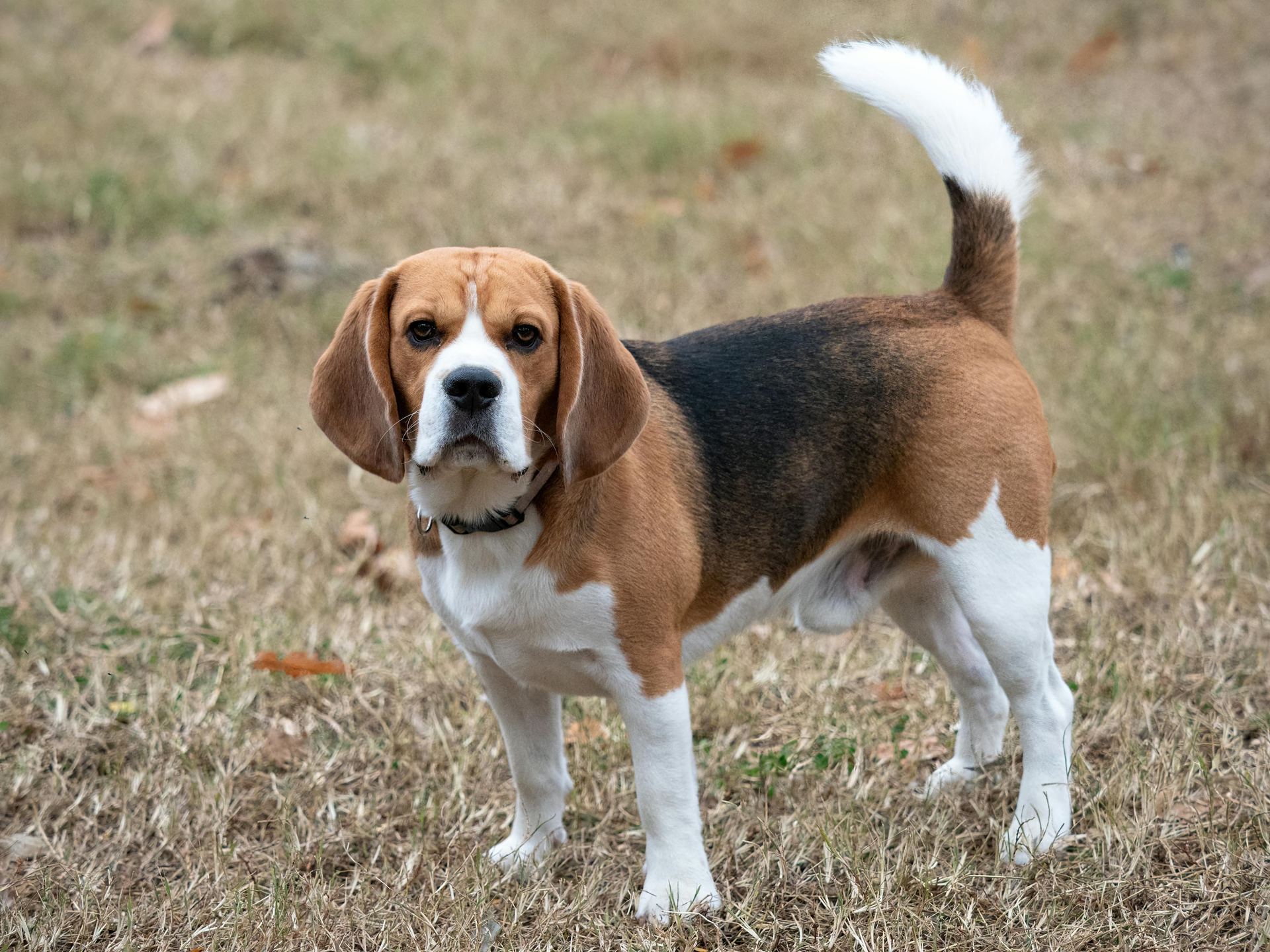 Beagle Black & Tan Puppy in Ayodhya