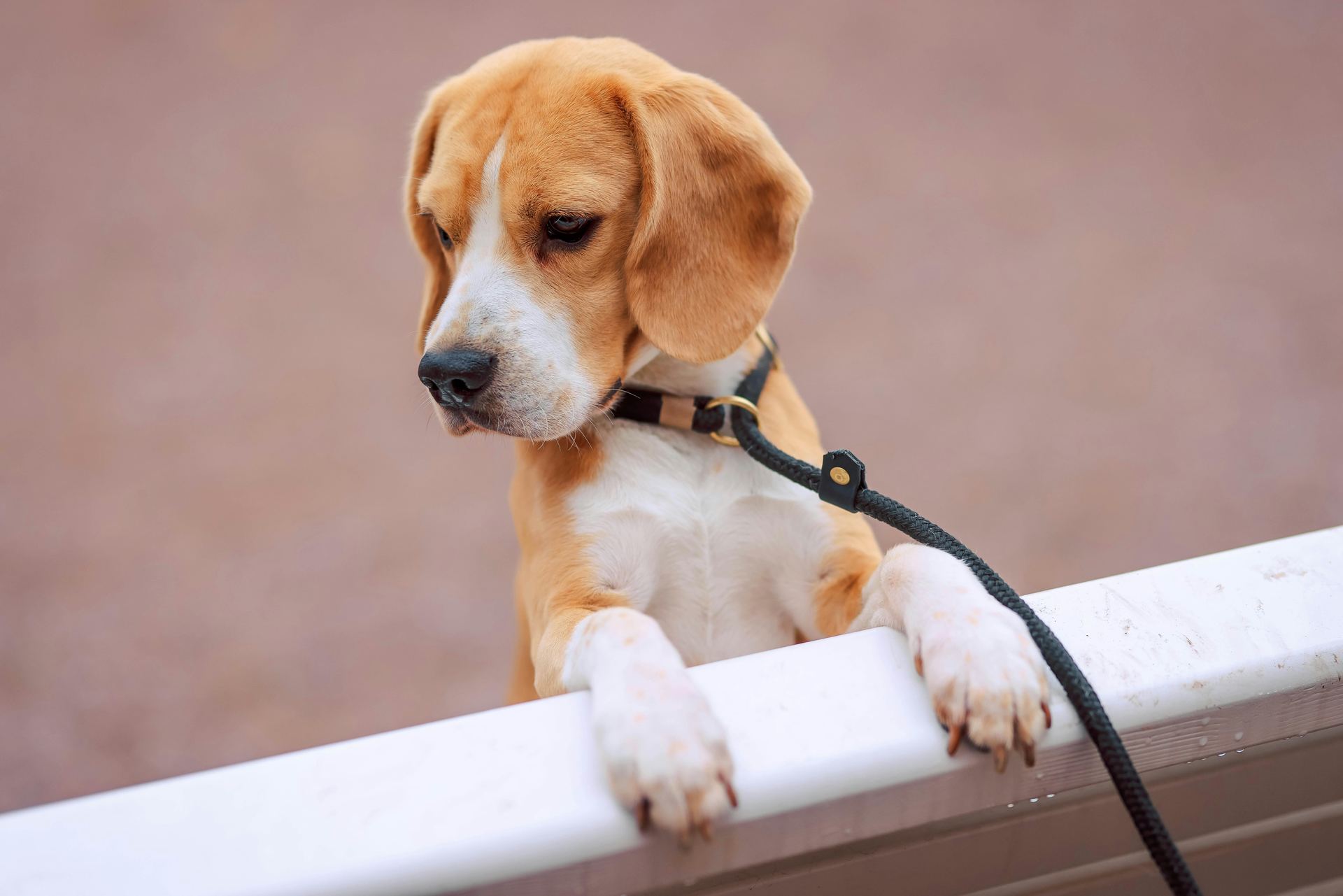 Beagle | Lemon & White | Puppy in Ayodhya