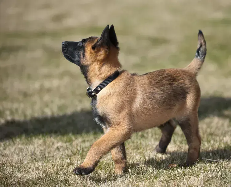 Belgian Malinois Puppy in Ayodhya