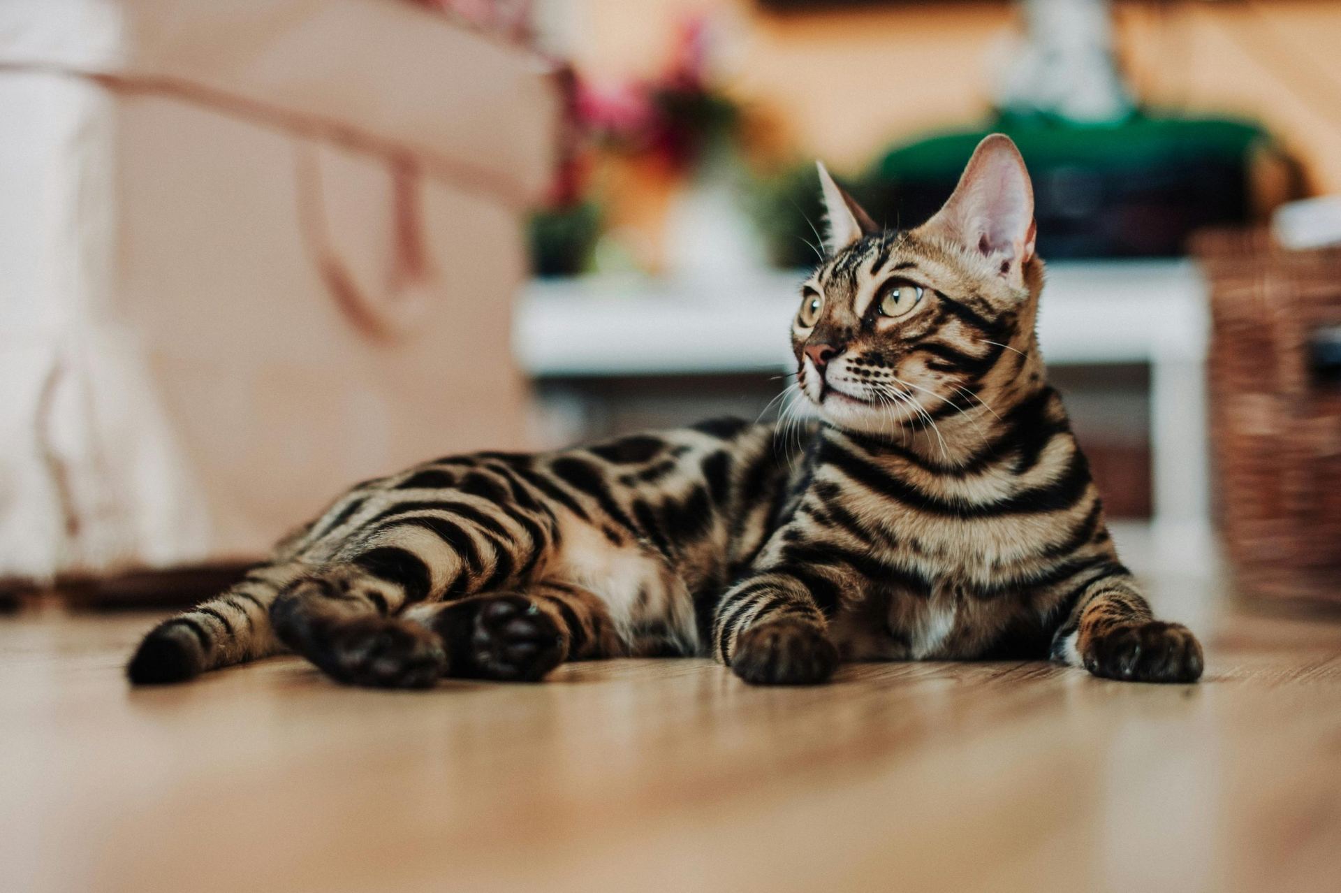 Bengal Kittens in Bongaigaon