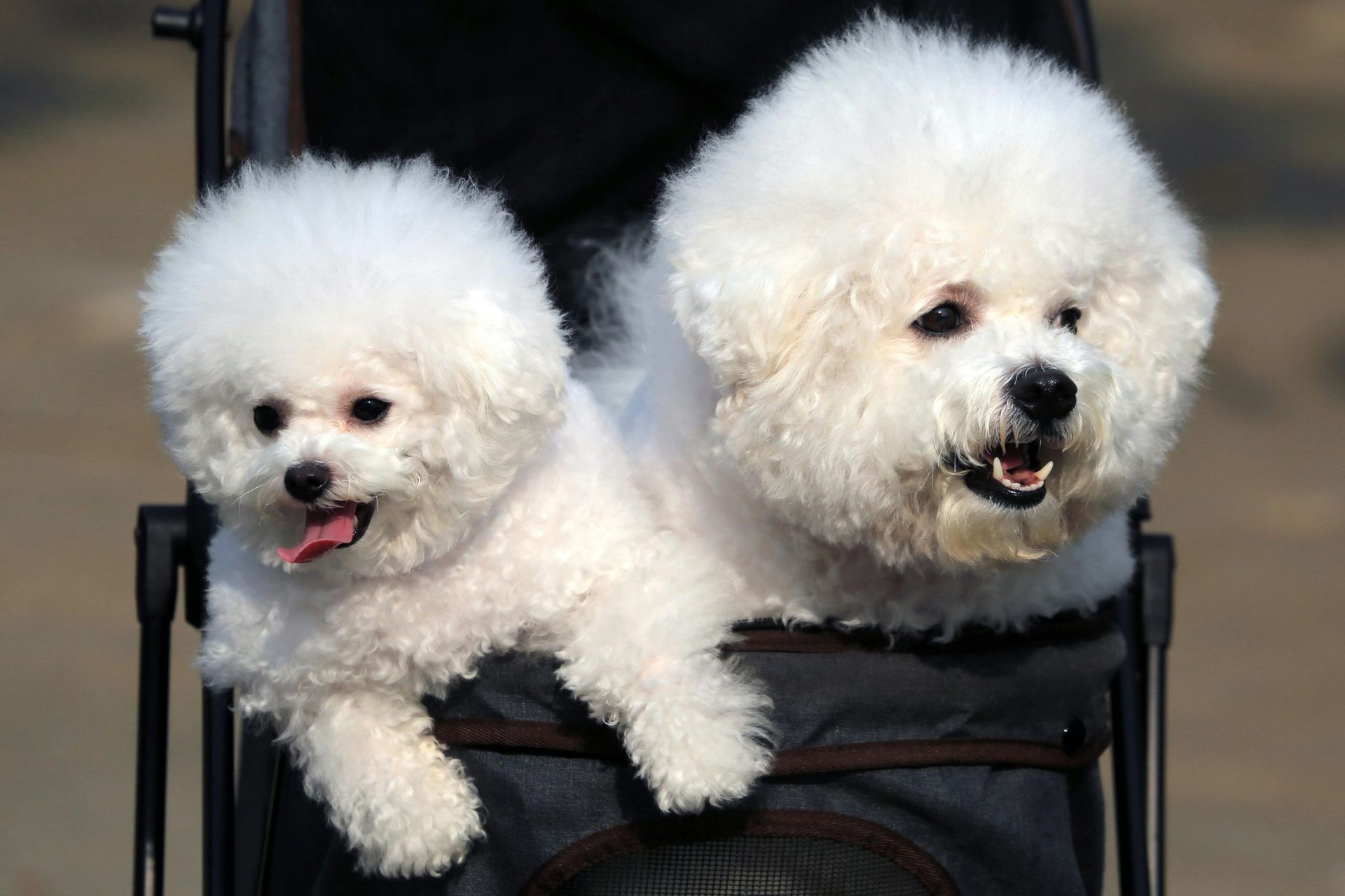 Bichon Frise Puppy in Ayodhya