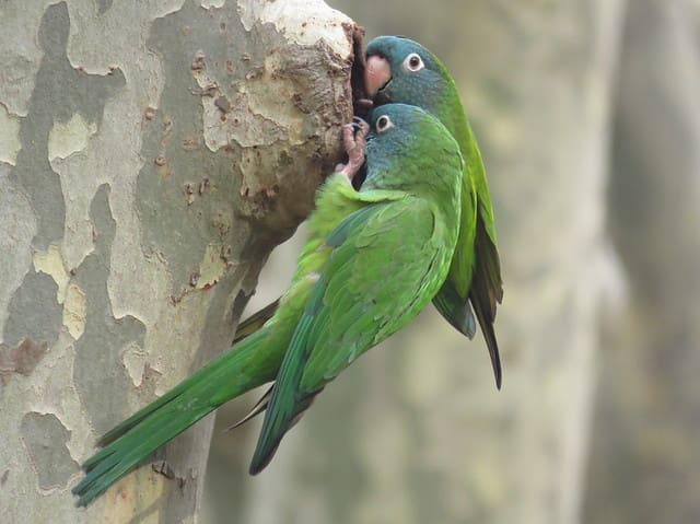 Blue Crown Conure in Ayodhya
