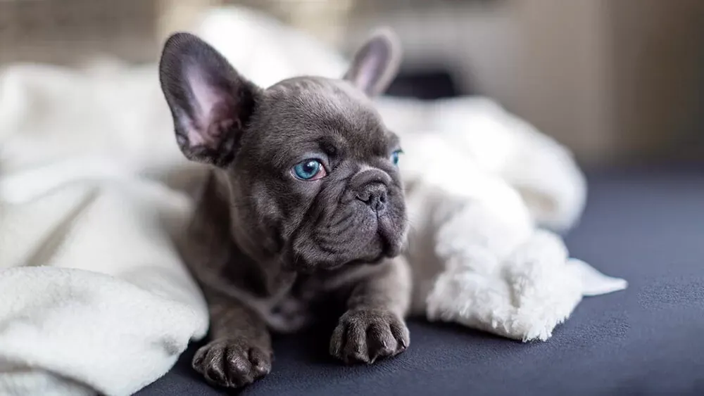 French Bulldog Puppy | Blue in Ayodhya