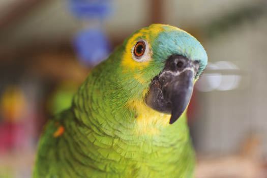 Blue Fronted Amazon in Ayodhya