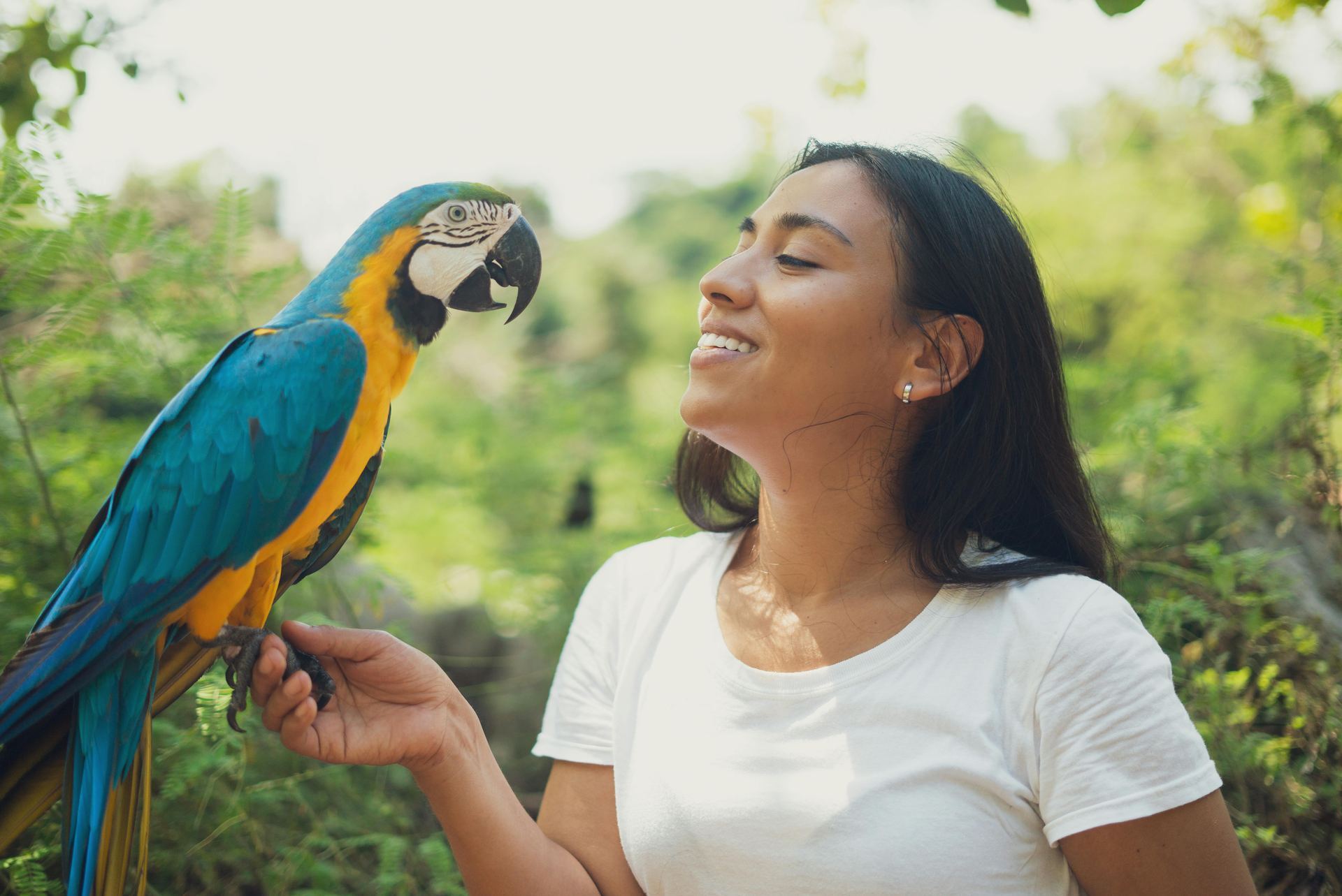 Blue & Gold Macaw in Ayodhya