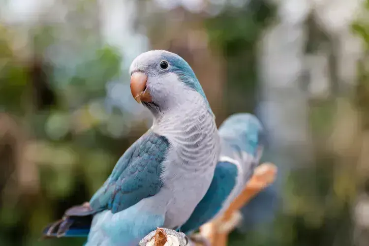 Blue Monk | Blue Quaker Parrot in Ayodhya