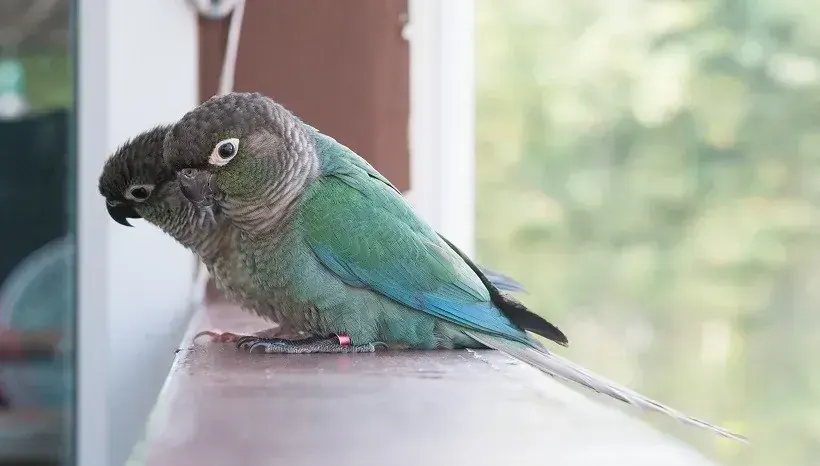 Blue Sided | Turquoise Conure - Blue Sided | Turquoise Conure
