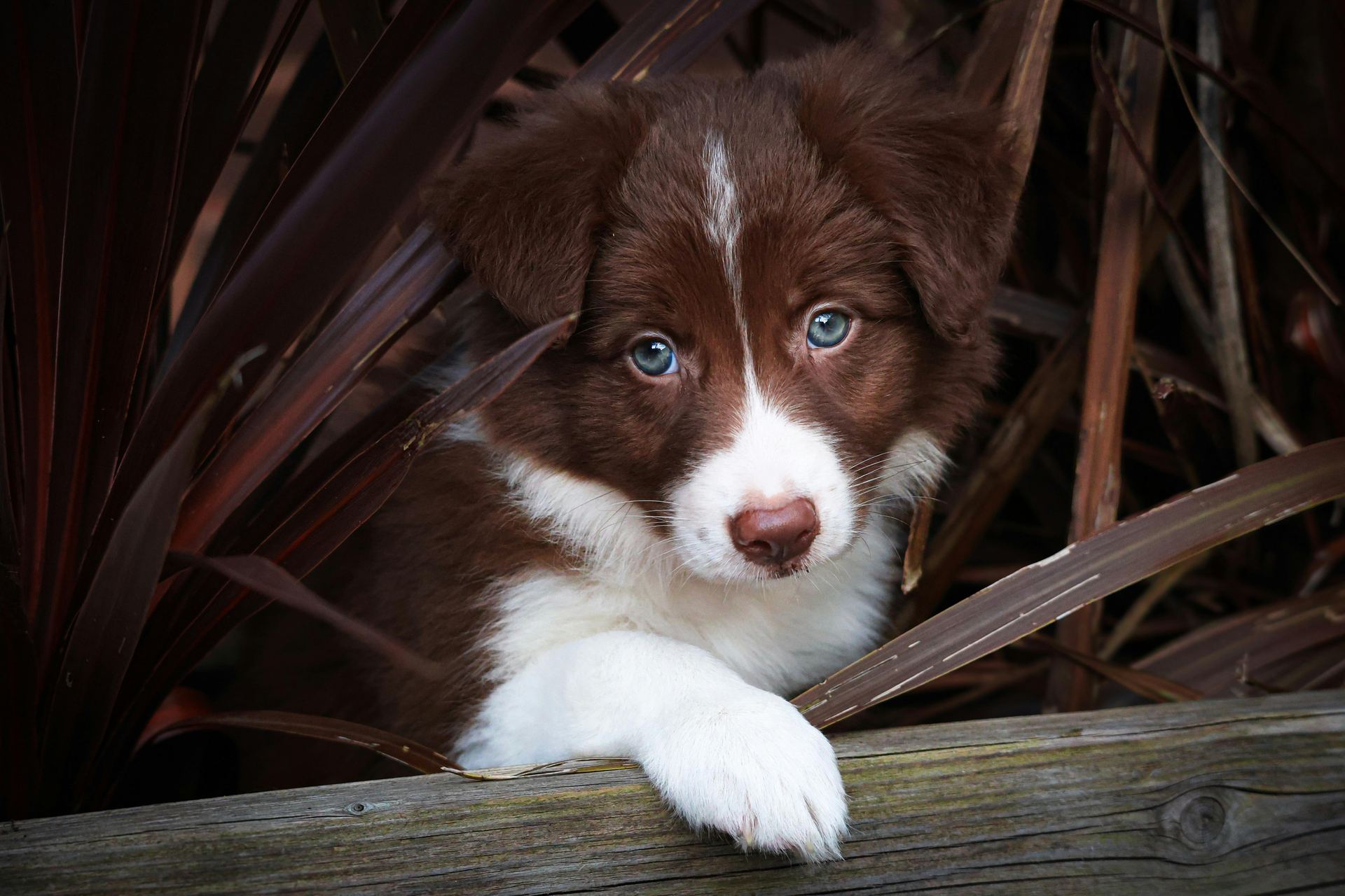 Border Collie Puppy in Ayodhya