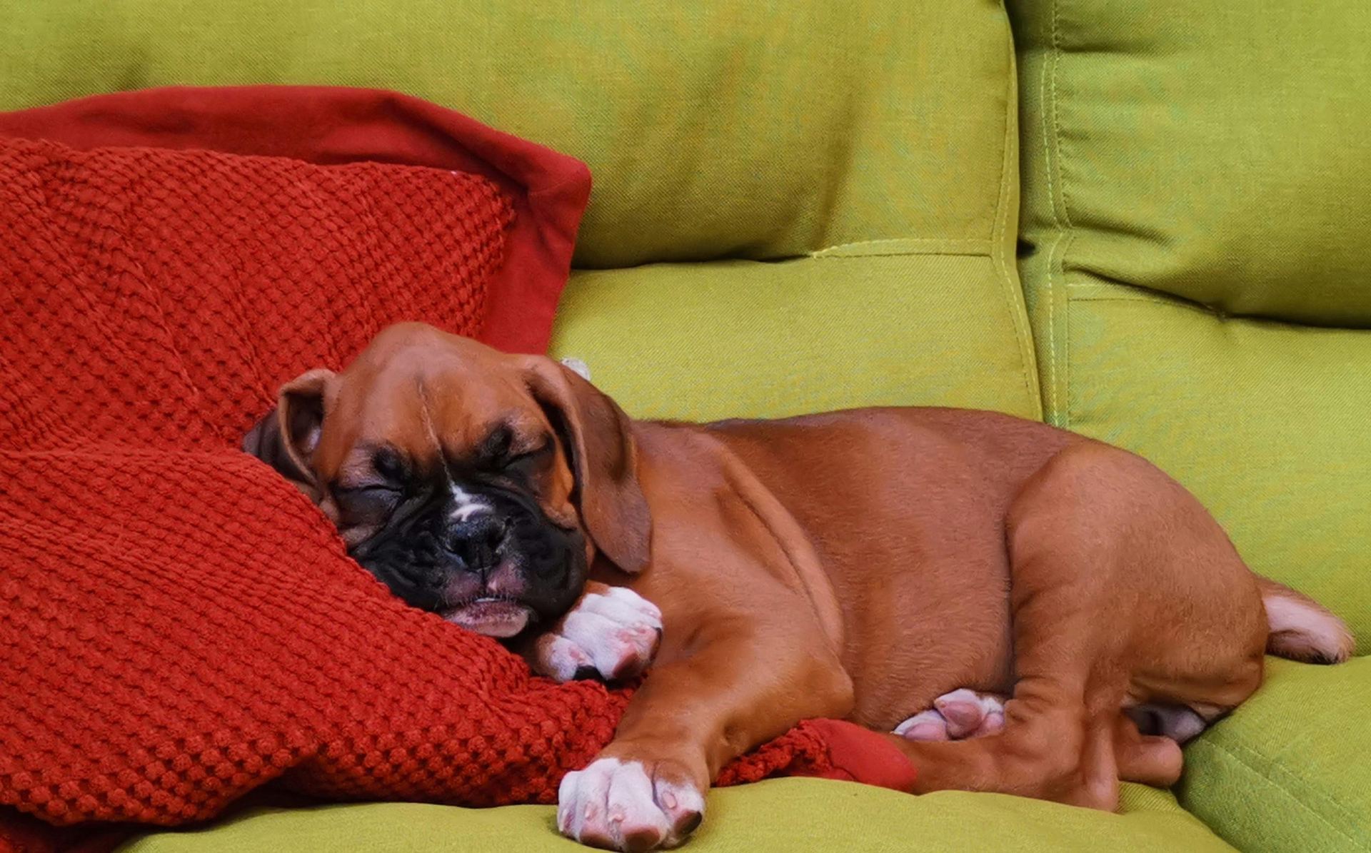 Boxer Puppy in Ayodhya