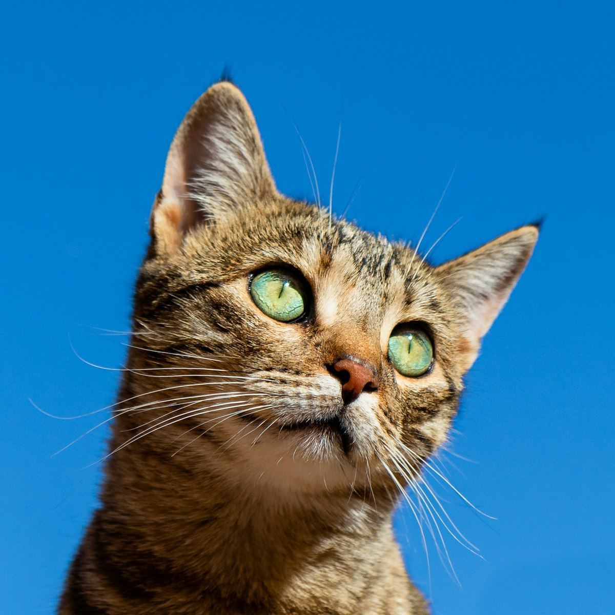 British Short Hair Kittens in Bongaigaon