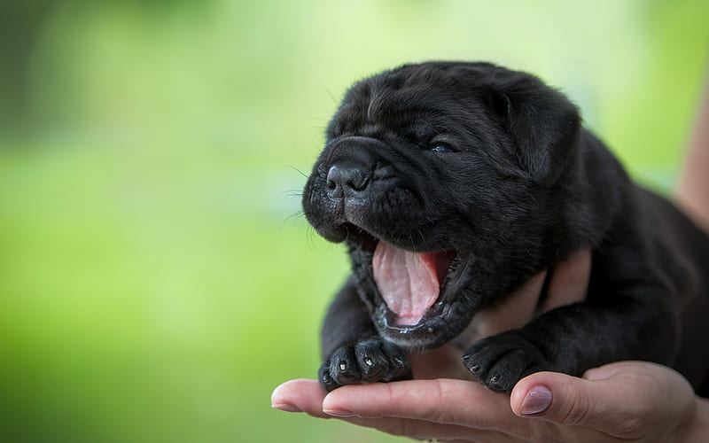 Cane Corso Puppy in Ayodhya