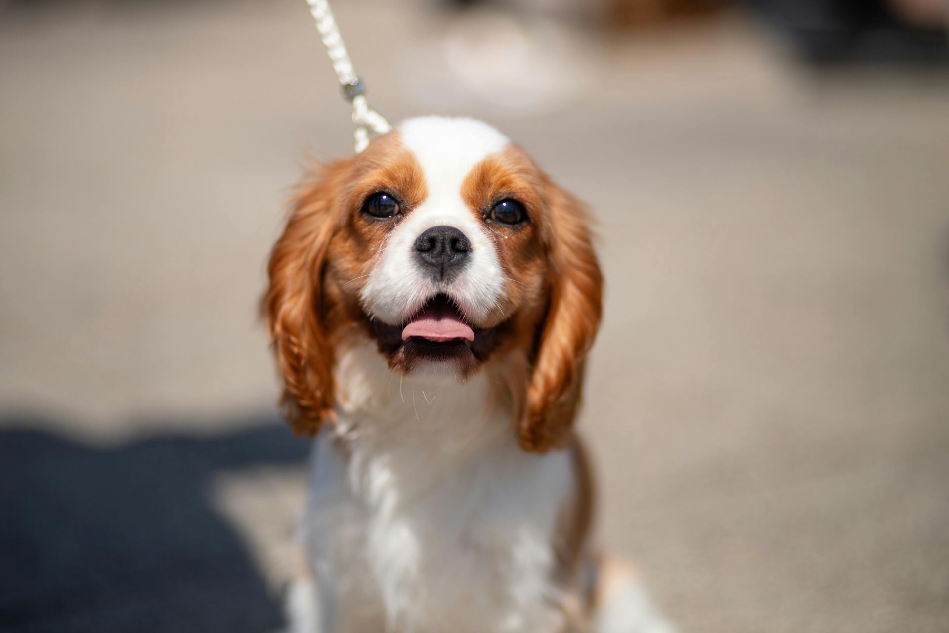 Cavalier King Charles Spaniel Puppy in Ayodhya