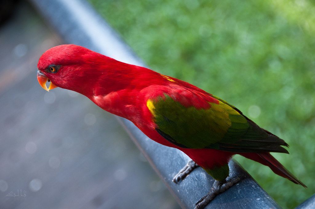 Chattering Lorikeet in Ayodhya