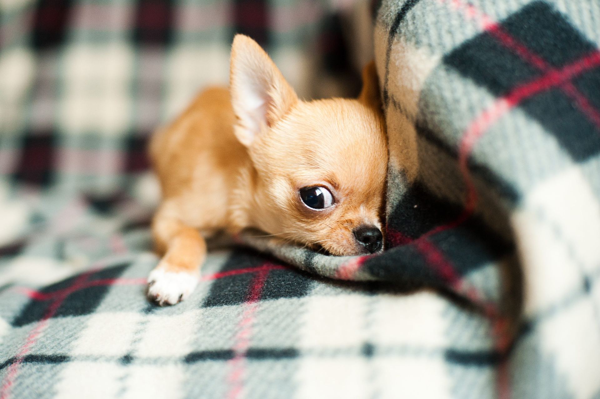 Chihuahua Puppy in Ayodhya