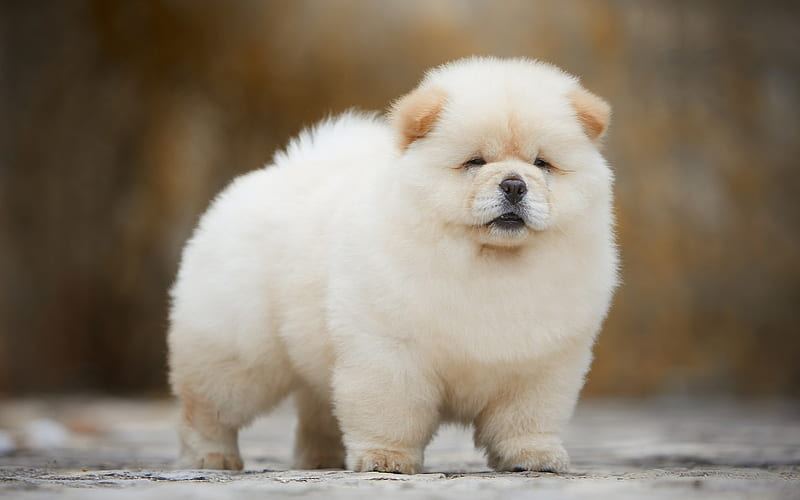 Chow Chow Puppies in Ayodhya