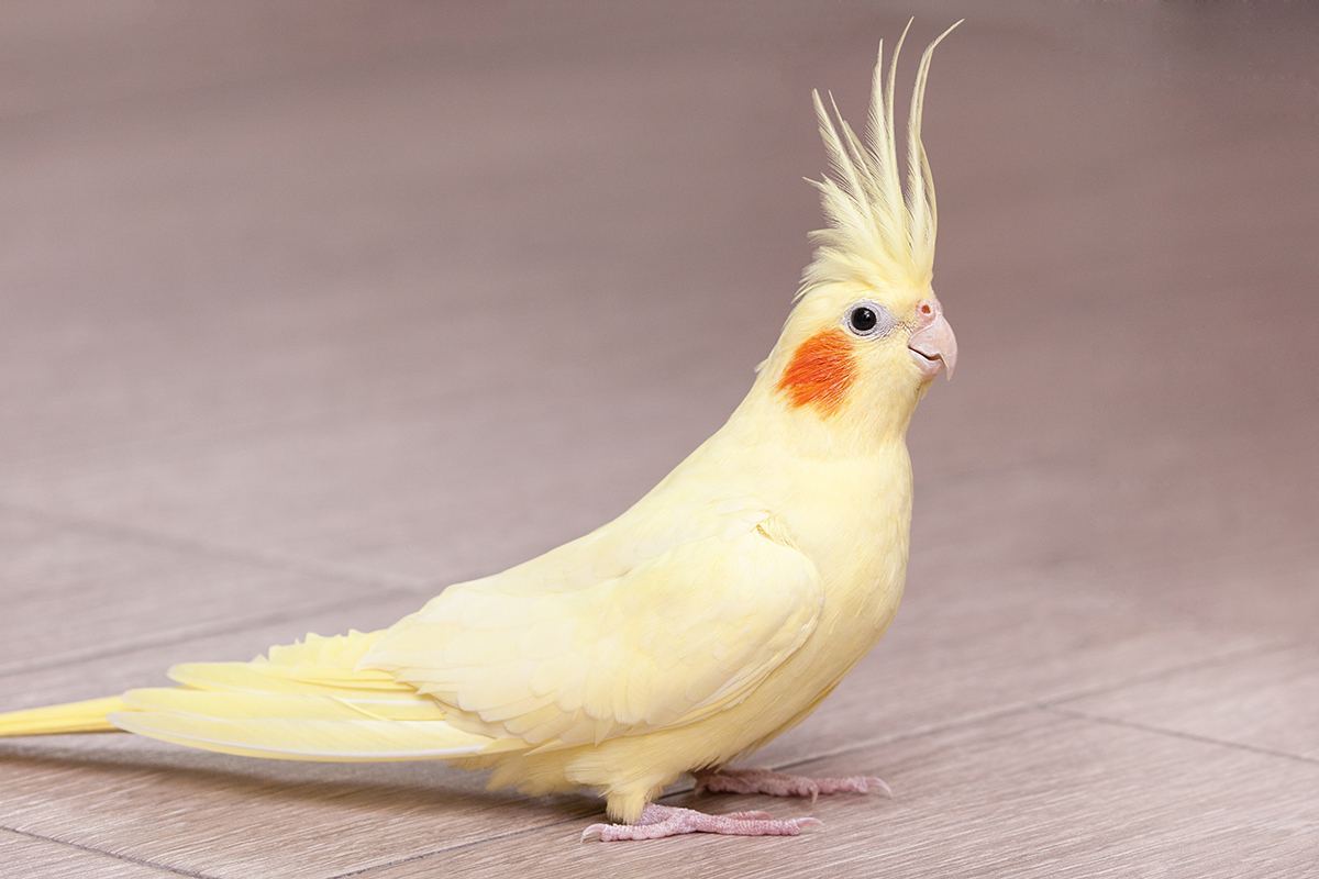 Cockateils in Ayodhya