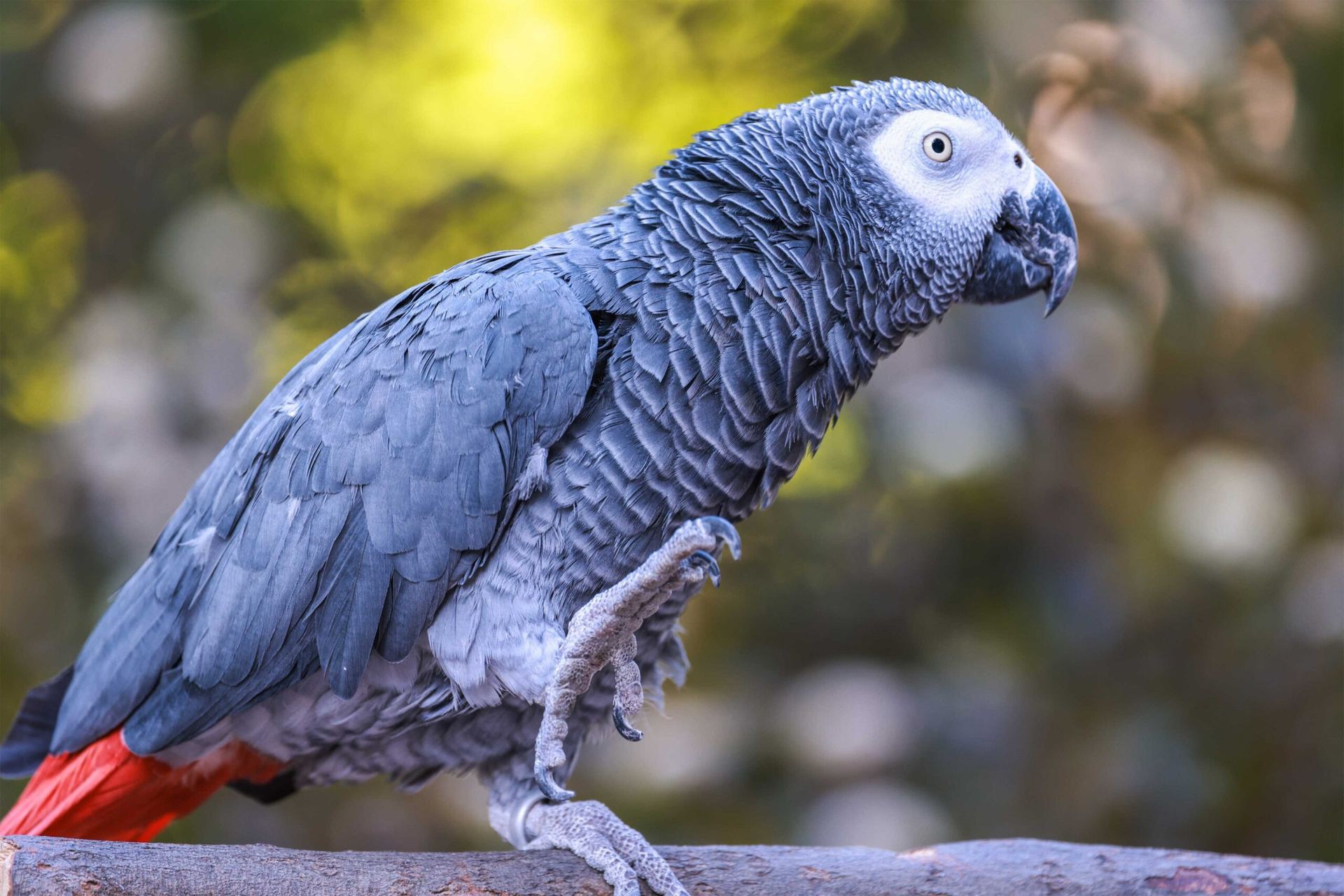 African Grey Parrot in Ayodhya