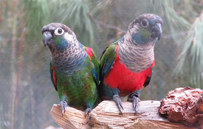 Crimson Bellied Conure in Ayodhya