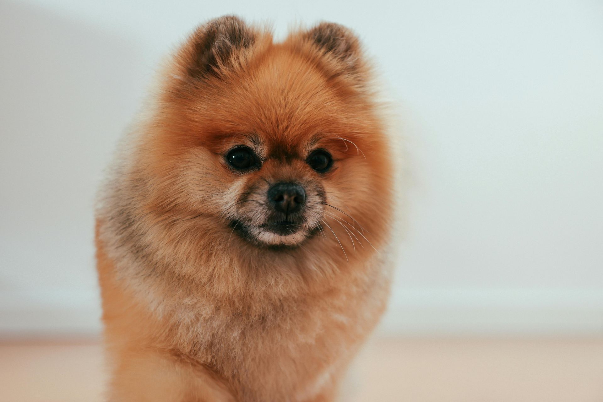 Culture Pom Puppy in Ayodhya