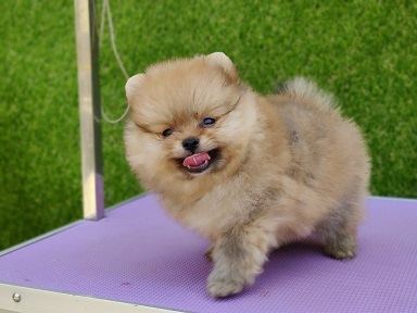 Culture Toy Pom Puppy in Ayodhya
