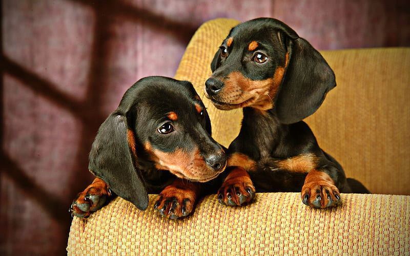 Dachshund Puppy in Ayodhya