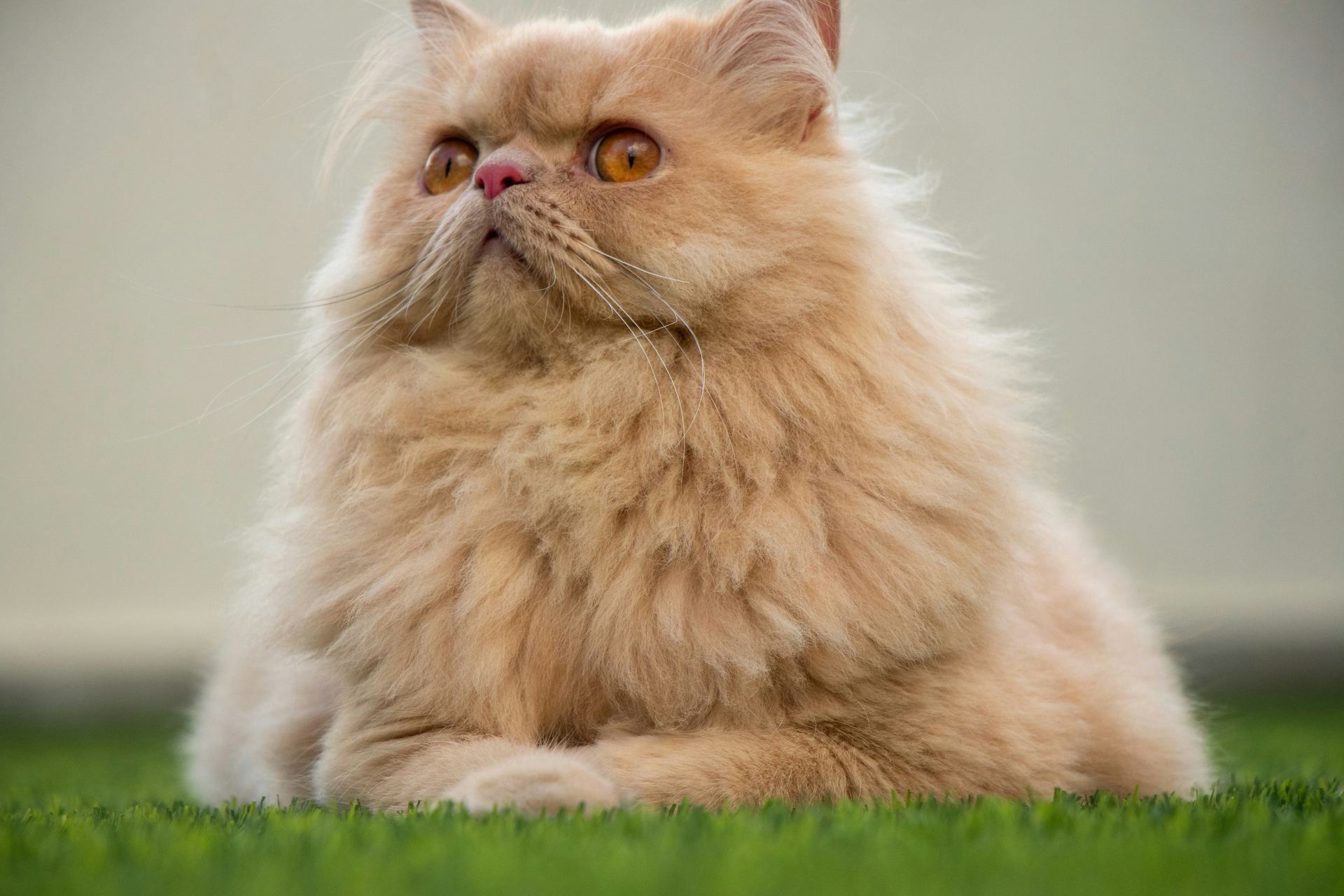 Persian Kitten (Punch Face) cat in Tapi