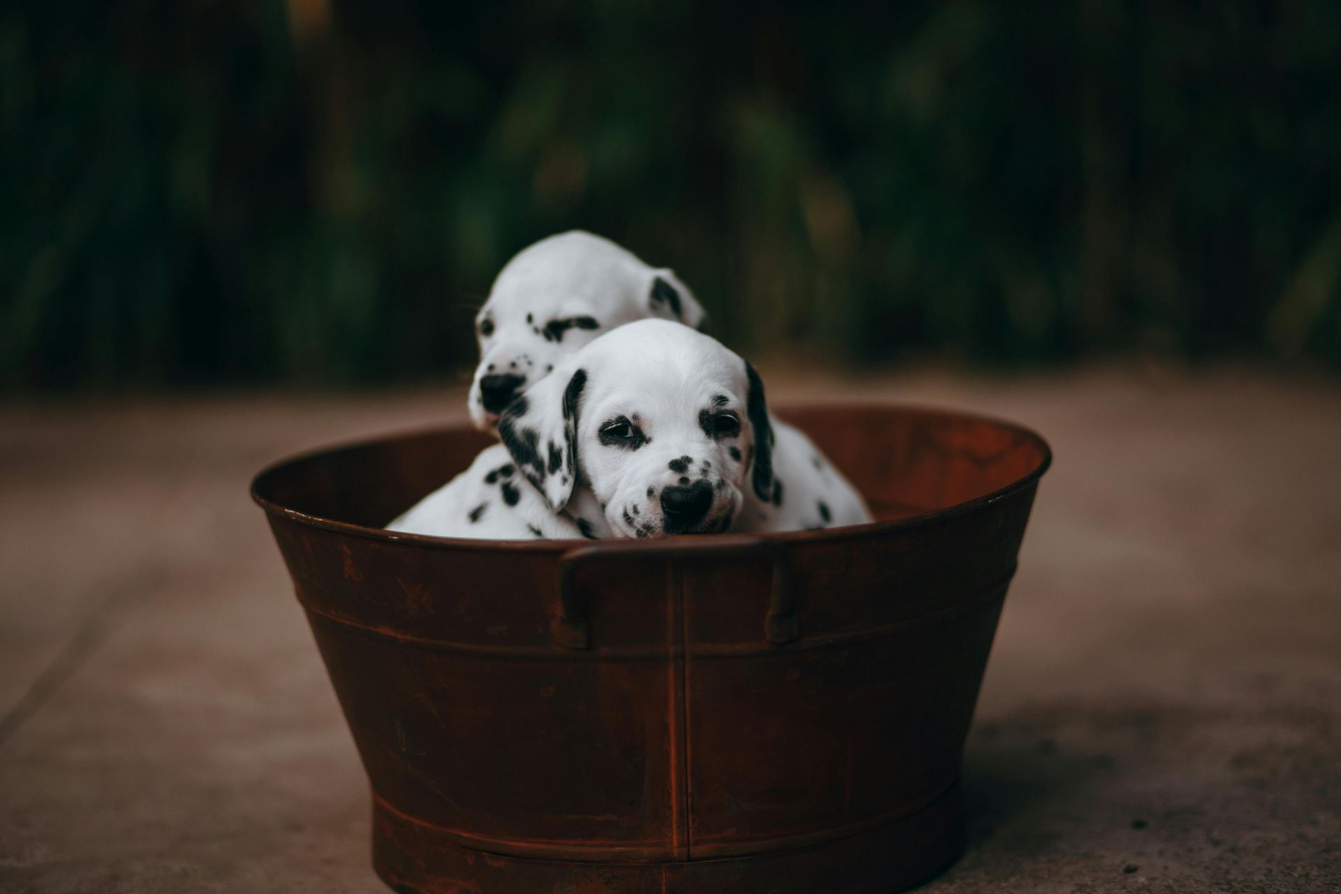 Dalmatian Puppy - Dalmatian Puppy